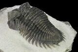 Coltraneia Trilobite Fossil - Huge Faceted Eyes #154339-4
